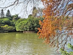 -深圳仙湖植物园