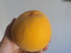 -岳各庄批发市场(西四环中路店)