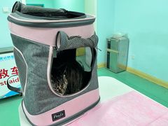 -北京观赏动物医院·24小时大型综合·猫专科·异宠专科
