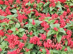 -映月湖公园