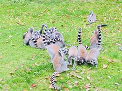 -上海野生动物园老虎餐厅