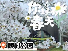 -顾村公园