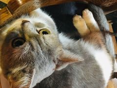 -猫色咖啡·猫咖
