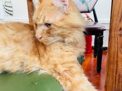 -猫小院猫主题咖啡厅(北锣店)