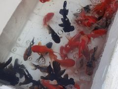 -华声天桥民俗文化园