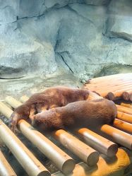 -Zoolung Zoolung动物主题公园(海信广场店)