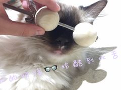 -藏猫猫咖啡主题馆(中央大道店)