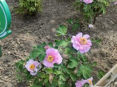 -黑龙江省森林植物园