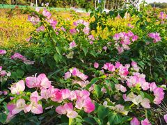 -露天矿生态公园