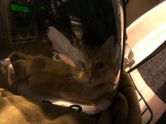 -顺强宠物诊所·狂犬免疫·夜诊·骨科(嘉定店)
