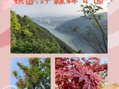 -铁山坪森林公园