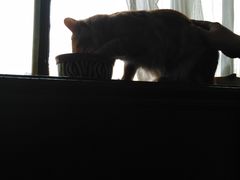 -猫猫幼稚园·撸猫·桌游·电玩