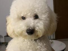 -佳雯宠物医院·皮肤科·内外科(春晓路分院)