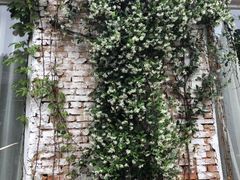 -蓝山四季西餐植物店