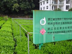 -龙坞茶村