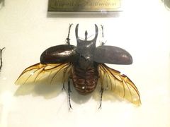 iphone_upload_pic-上海昆虫博物馆