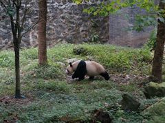-都江堰中华大熊猫苑