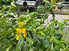 -爱雍·乌节