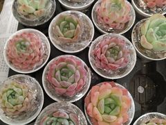 -船歌·鱼水饺青岛菜(国贸商城店)