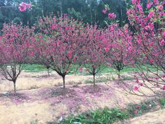 -南国桃园旅游度假区