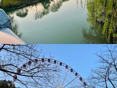 -顾村公园