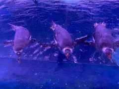 -暹罗海洋世界