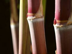 -菲滋意式餐厅(黄岩洞天店)