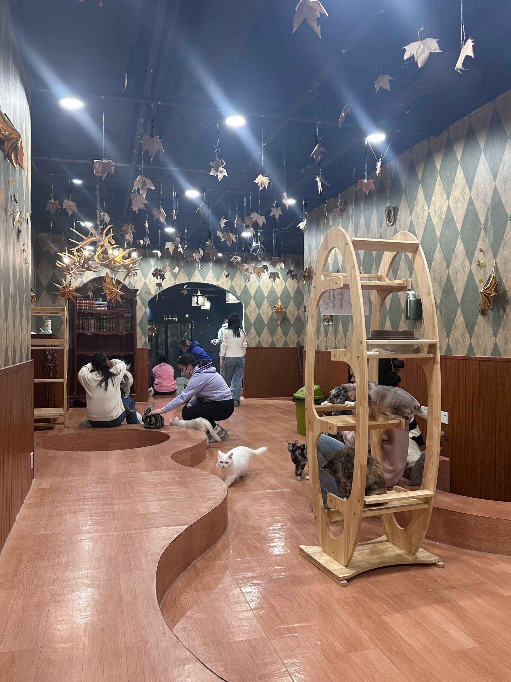 猫咪天地～宠物乐园