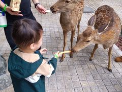 -廊坊固安福朋喜来登酒店