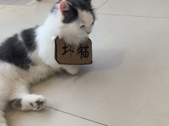 -怪兽屋·羊驼·猫咖·狗咖(俊华广场店)