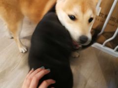 -浣熊柯尔鸭土拨鼠·电玩咖