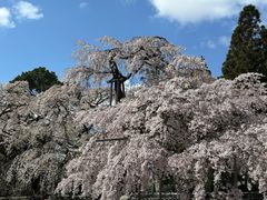-醍醐寺
