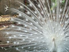 -曼听御花园