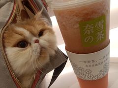 -70cat德文卷毛猫·缅因猫纯种猫舍