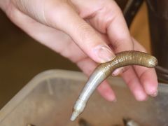 -铭聚章鱼土笋冻(松柏店)