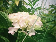 -上海滴水湖皇冠假日酒店