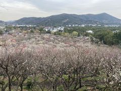 -香雪海
