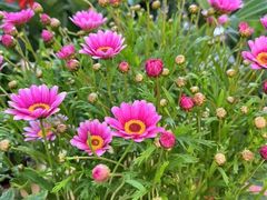 -双季花艺园艺市场(浦东店)