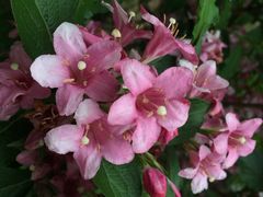 园博园-济南国际园博园