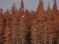 -白鹭湾湿地公园