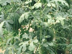 庞各庄翠芳园西瓜蔬菜基地采摘园-庞各庄翠芳园西瓜蔬菜基地采摘园