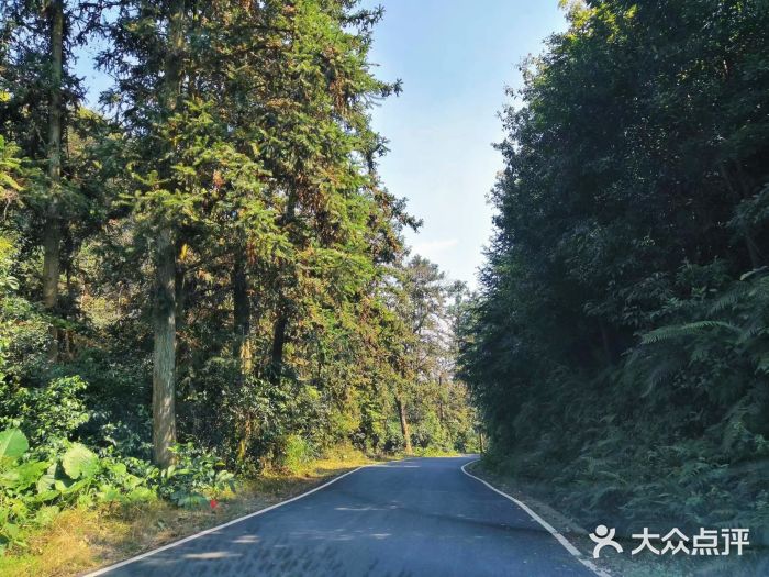旗山国家森林公园图片