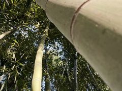 -秋霞圃