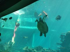 -海棠湾洲际-涛·海底餐厅·美人鱼·自助餐·海底隧道