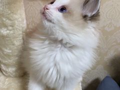 -糯米喵星人总部直营旗舰店·猫舍·幼猫出售