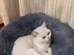 -宠福鑫康馨动物医院·骨科·眼科