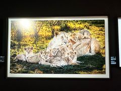 -罗红摄影艺术馆