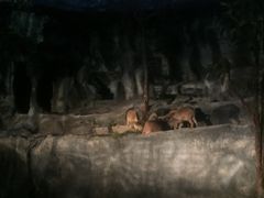 -清迈夜间动物园