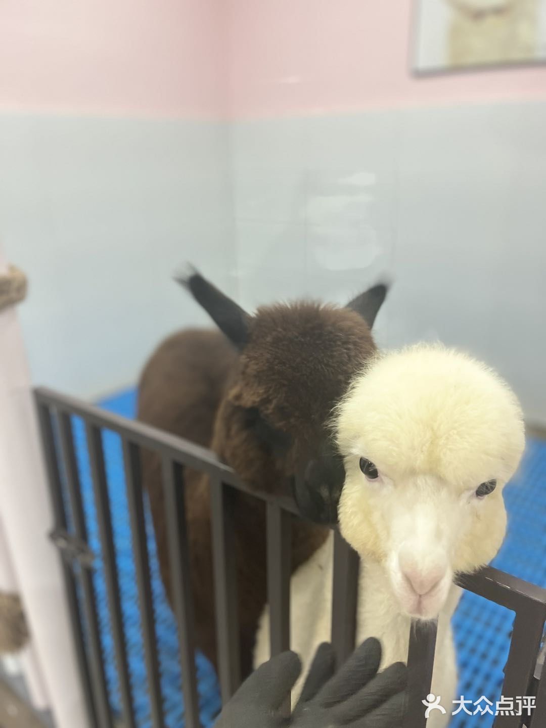 杭州探店｜超好拍的萌宠馆，一起来撸宠物了