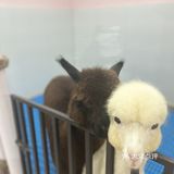 杭州探店｜超好拍的萌宠馆，一起来撸宠物了